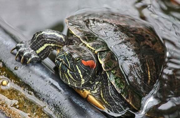 Red-eared slider